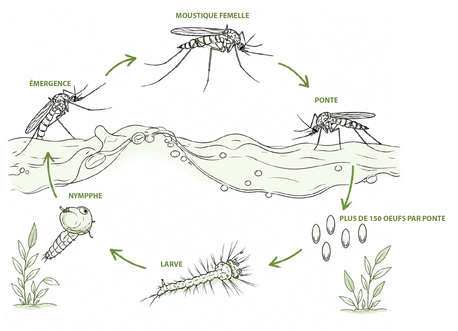 schéma du cycle de vie du moustique œufs larve nymphe adulte dans l’eau stagnante